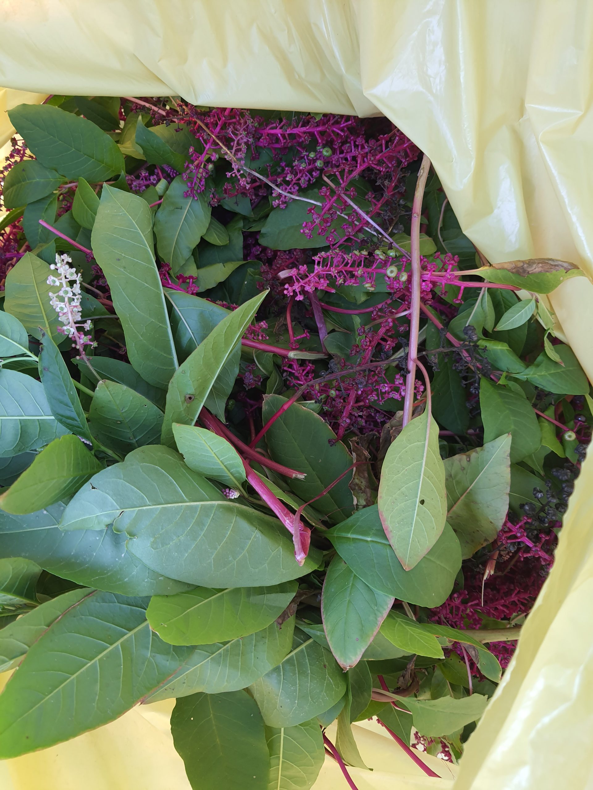 Druga intervencijska akcija